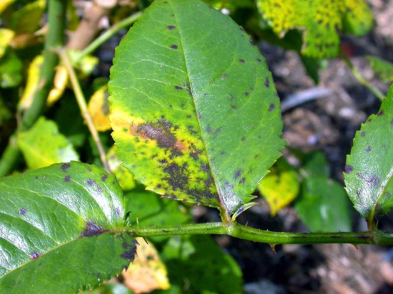 how-to-treat-and-prevent-black-spot-disease-on-roses-dengarden